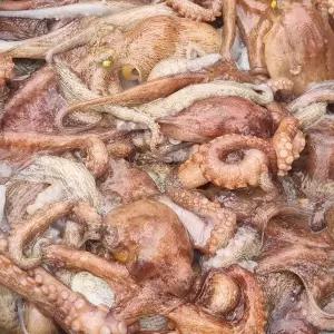 [지투지샵]국산 돌문어 1kg