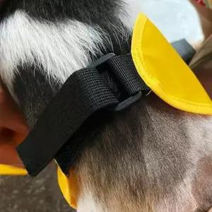 우비 강아지비옷 강아지 중형견 비옷 중형 강아지우산