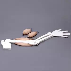 초등과학 팔 알통 근육 접기 펴기 실험 팔근육 모형 두뇌개발 동아리 창의적활동 중등