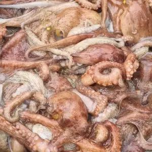 국산 돌문어 1kg