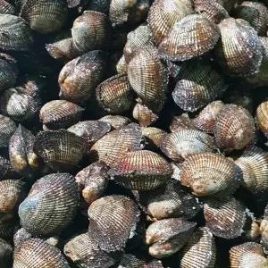 통영 피꼬막 3kg