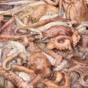 국산 돌문어 1kg