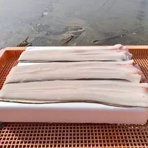 [지투지샵]국내산 바다장어 2-6미 손질후중량 1kg