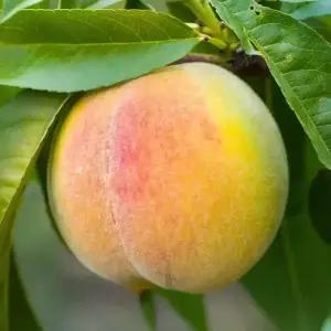 [충북농원] 수황 조생종 황도 복숭아나무 묘목 - 1년생/접목묘