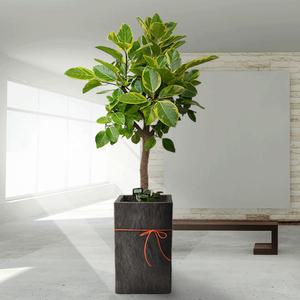 뱅갈고무나무 실내 축하 선물 화분배달 집들이 개업식 개업축하화분