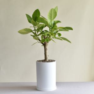 뱅갈 고무나무 중대형 개업화분 집들이 승진 이사 축하선물