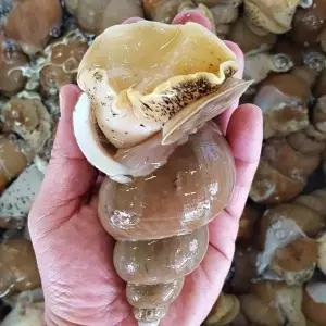[당일조업] 포항 자연산 활 백고동 백골뱅이 (대) 1kg 10-19미