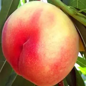 명황골드 황도복숭아나무 엘바트 접목상묘