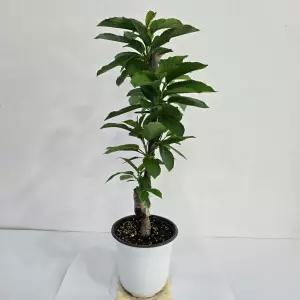 체리나무 화분 블랙골드 특묘 접목1년생