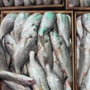 제주 생물 백 조기 2kg 10-16미 보구치 생조기 생물조기 생조기 조기 에어프라이어