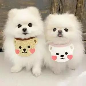 [콩심팥심]강아지 고양이 귀여운 턱받이 스카프