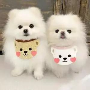 강아지 고양이 귀여운 턱받이 스카프