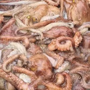 국산 돌문어 1kg