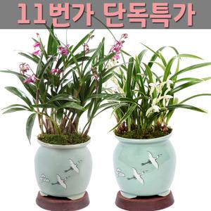 선물용 난 분재 꽃배달 개업화분 동양란 서양란 생일선물 축하 기념일 승진 취임 선물 화분 꽃바구니