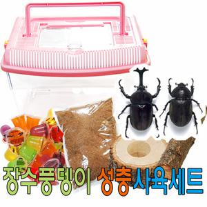 장수풍뎅이 사육을 위한 장수풍뎅이 성충 사육세트 기획전