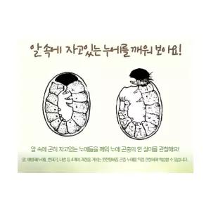 누에알 30개 세트 에듀팜