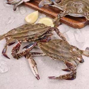 국내산 제철 활 암꽃게 1kg 서해안 봄 가을 활꽃게