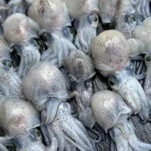 [푸드타켓]국내산 급냉 귀꼴뚜기 500g 냉동 귀오징어 숙회용