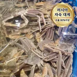 당일자숙 살 꽉찬 러시아대게 A급 대게 3kg (수율80%이상)