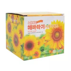 노란미니 해바라기 키우기세트 1개