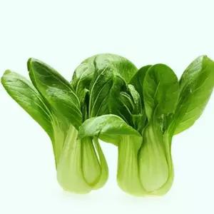 청경채 야채 채소 식물 종자 씨앗 500g