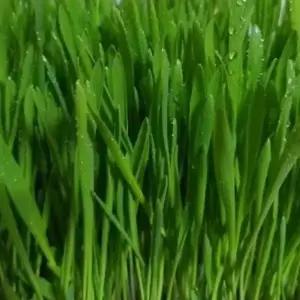 [셀러에이드]새싹 보리 야채 채소 종자 씨앗 키우기 30g