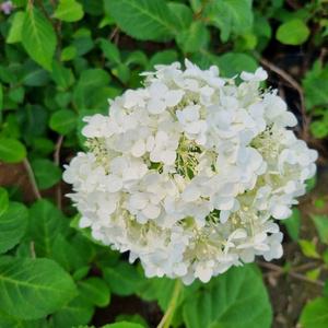 아나벨수국 (인크레더블) 개화주 6치포트 스트롱아나벨 수국묘목