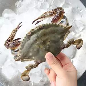 제철 봄 꽃게 활꽃게 알배기 암꽃게 2kg (8-12미)
