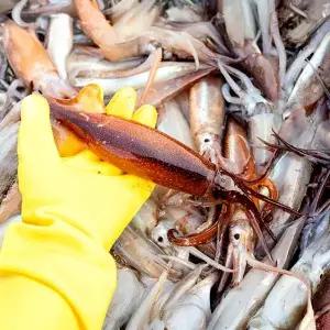 [산해직송]동해 통오징어 3kg(24-30미 내외)