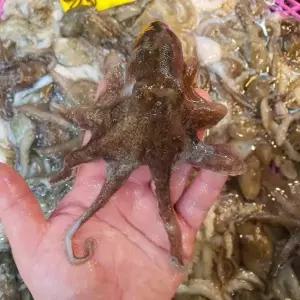 서해안 알배기 활 쭈꾸미 1kg 7-15미