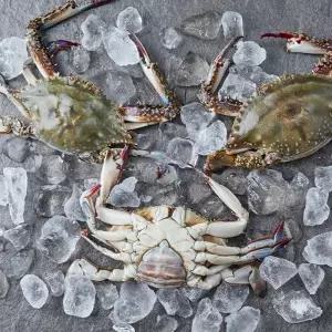[한정수량] 서해안 활 숫꽃게 1kg (4-6미)