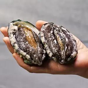 산지직송 완도 활 전복 1kg(10-11미)/특대+손질도구 포함