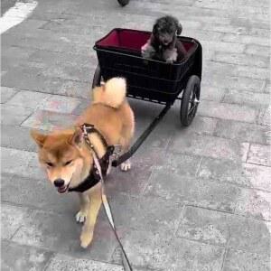 강아지수레 트레일러 짐칸 짐수레 세트 장보기 자전거수레 접이식 차량용 고양이