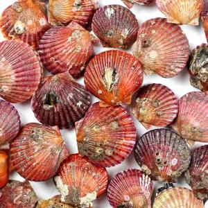 통영 홍가리비 1kg kg당 15-20미