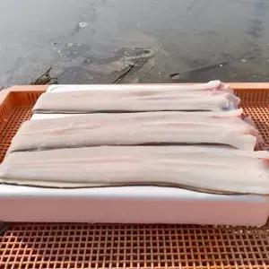 국내산 바다장어 2-6미 손질후중량 1kg