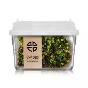 키트 관찰 실험 우산이끼