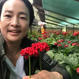 70년 재배 홍제원 풍기 수삼 무세척 원형이 좋지 못한삼 (중) 350g
