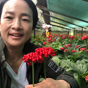 70년 재배 풍기 수삼 세척 실속형 오크형 파삼 (대) 350g