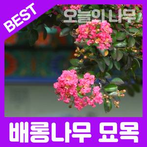 합리적 가격의 우수한 배롱나무(목배일홍/다이나마이트 백일홍) 나무묘목 2년생