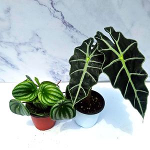이삭모종 거북알로카시아 와 수박페페(수박페페로미아) - 실내 인테리어 공기정화 관엽식물