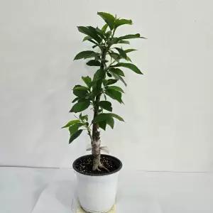 체리나무 화분 라핀 접목1년생