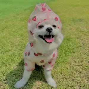 강아지 해충방지옷 모기 진드기 차단 버그가드 망사 후드 올인원 딸기 여름옷