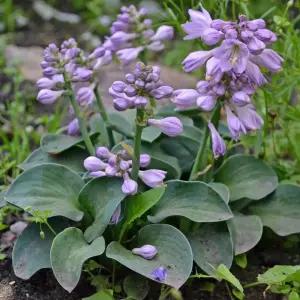 호스타 블루마우스이어 4치 포트묘 음지식물 비비추 옥잠 노지월동 야생화