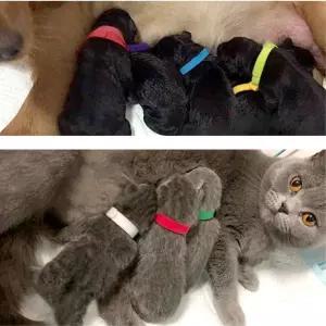 댕냥이 새끼 인식용 컬러 찍찍이 목걸이 펜던트 반려견이름표 애견산책용품 네임텍