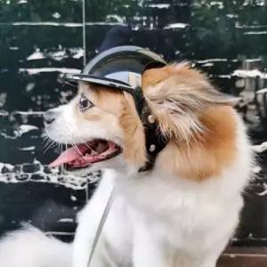 PET 강아지 고양이 헬멧 드라이브 머리보호 모자동물오토바이 보호대 반려견 라이더
