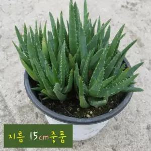 다육 미니알로에 전자파방지 공기정화 실내인테리어화분 지름 15cm 중품 다육화분