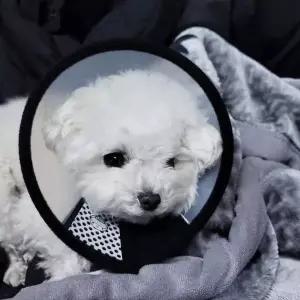 5호 강아지 깔대기 넥카라 반투명 강아지넥카라