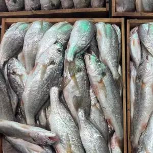 제주 생물 백 조기 2kg 10-16미 보구치 생조기 생물조기 생조기 조기 에어프라