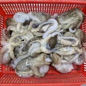 중국산 활 주꾸미 1kg(6~10미)