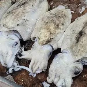 4kg 갑오징어 국내산 냉동